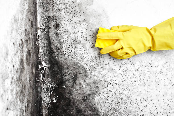 Best Commercial Mold Removal  in Hrisburg, AR