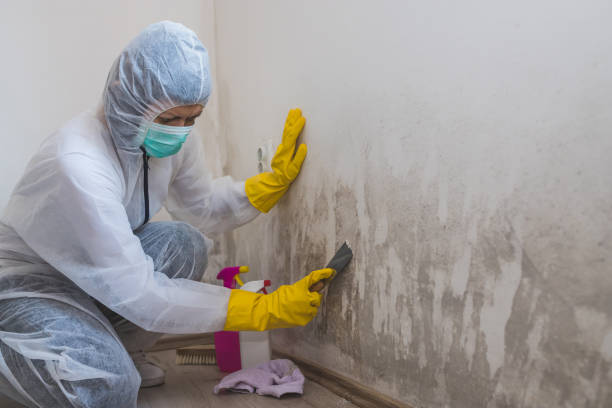 Best Office Mold Removal Services  in Hrisburg, AR