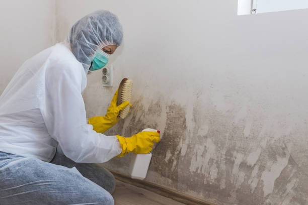 Best Mold Remediation  in Hrisburg, AR